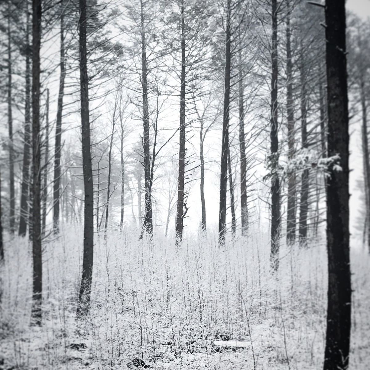 a naturally greyscale woodscape with strong vertical elements